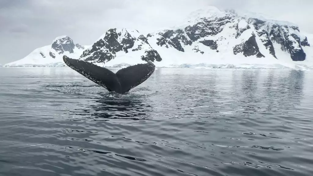 Whales from space Humpback whale in Anvers Island, Antarctic Peninsula.