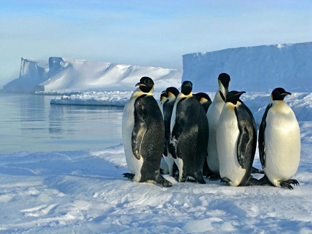 Penguins from Space — New Colonies Discovered By Satellite Technology ...