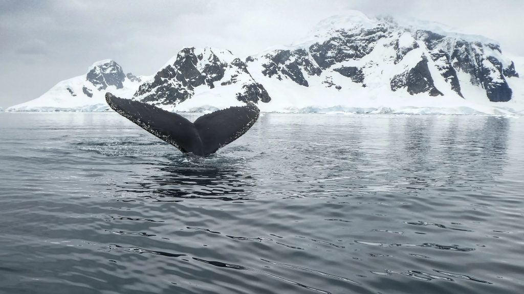 Humpback whale in Anvers Island, Antarctic Peninsula.