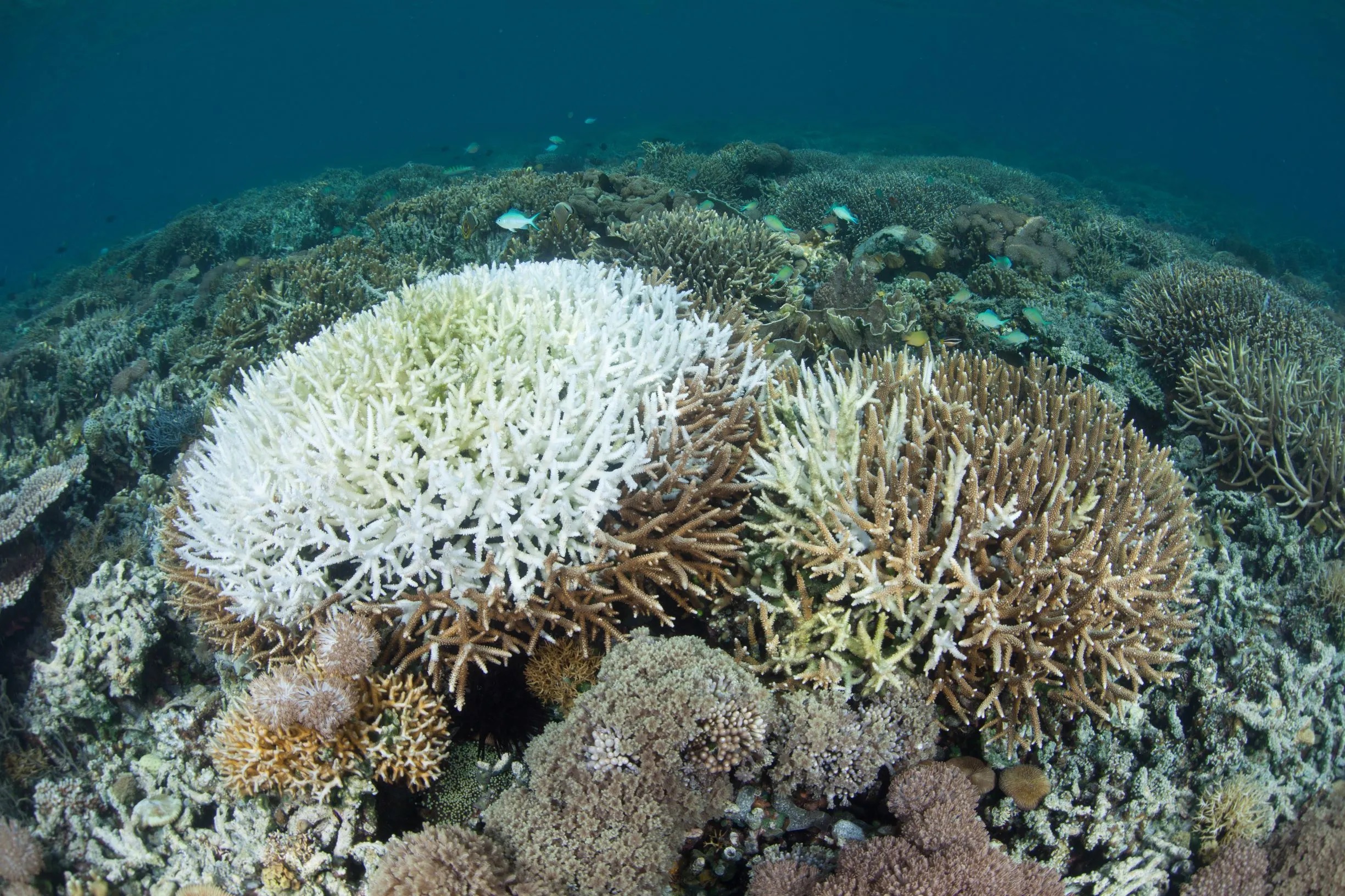 Coral reefs bleaching
