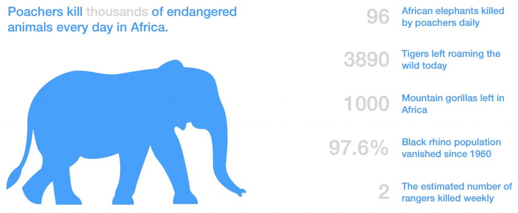 Poachers kill elephants